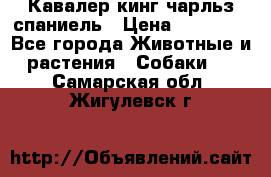 Кавалер кинг чарльз спаниель › Цена ­ 40 000 - Все города Животные и растения » Собаки   . Самарская обл.,Жигулевск г.